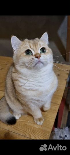 Молодая британская кошечка