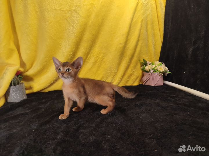 Абиссинские котята