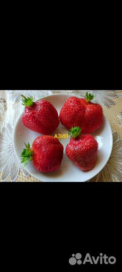 Рассада клубники и земляники