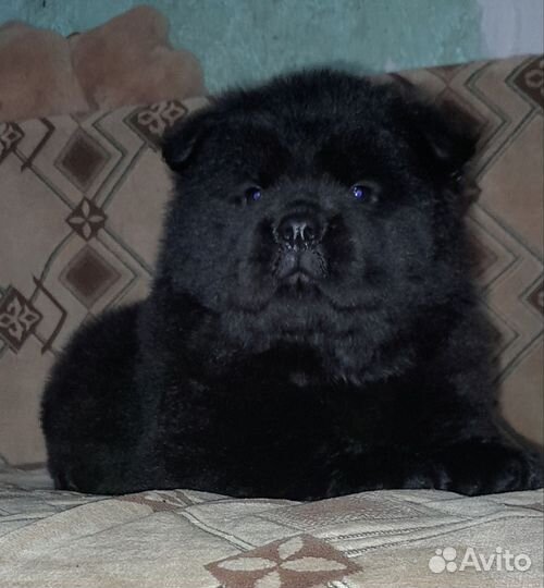 Чау-девчонка