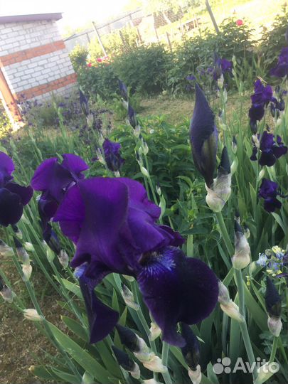 Ирисы букет