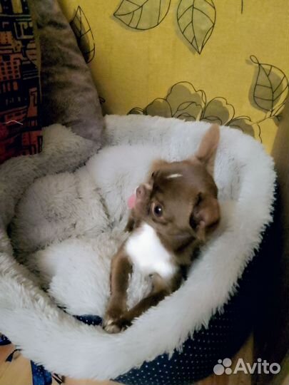 Щенки чихуахуа мини мальчик