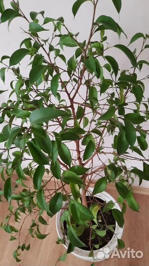 Фикус бенджамина