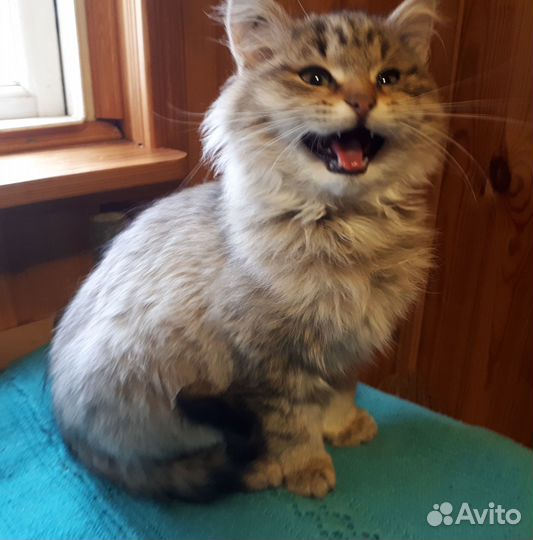 Отдам в добрые руки