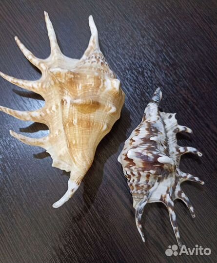 Морские ракушки