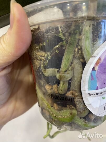 Фаленопсис Taisuco Anna