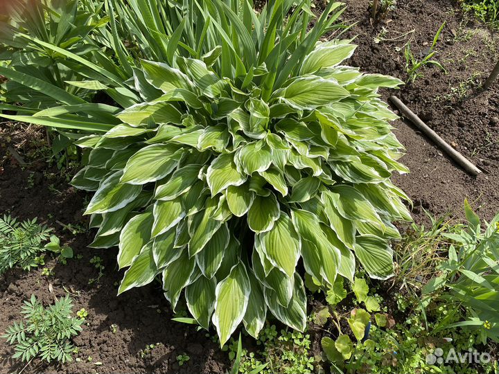 Хоста разных сортов