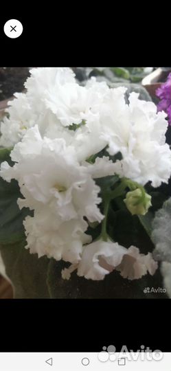 Сортовые фиалки