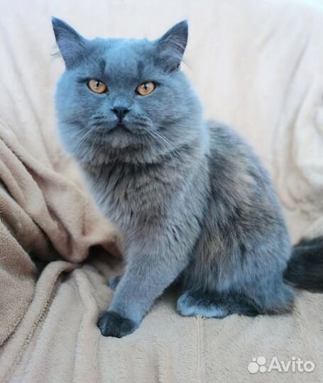 Британский кот