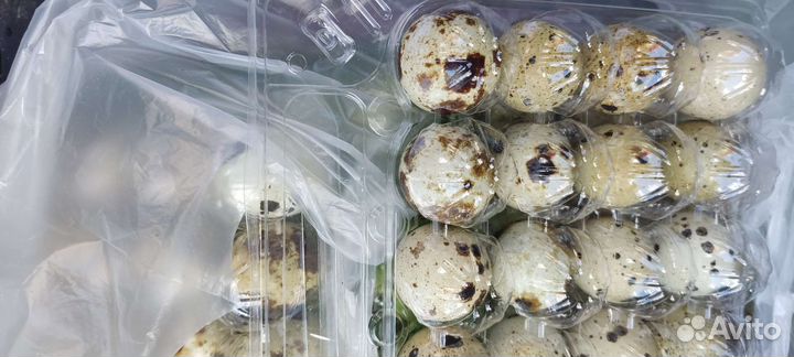 Яйцо перепелиное инкубационое Фараон и Техас