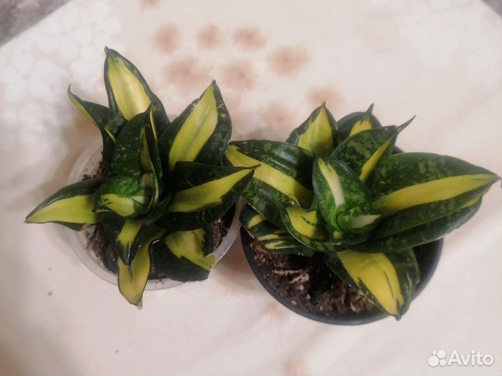 Сансевиерия соли голд, металика