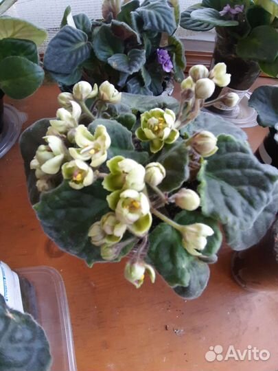 Фиалки разные