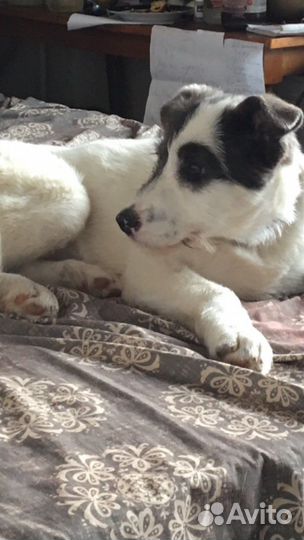 Собака, щенок 4 мес. В дар. Бесплатная доставка