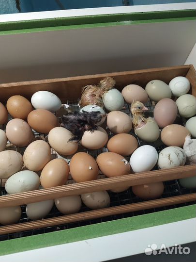 Инкуационное яйцо