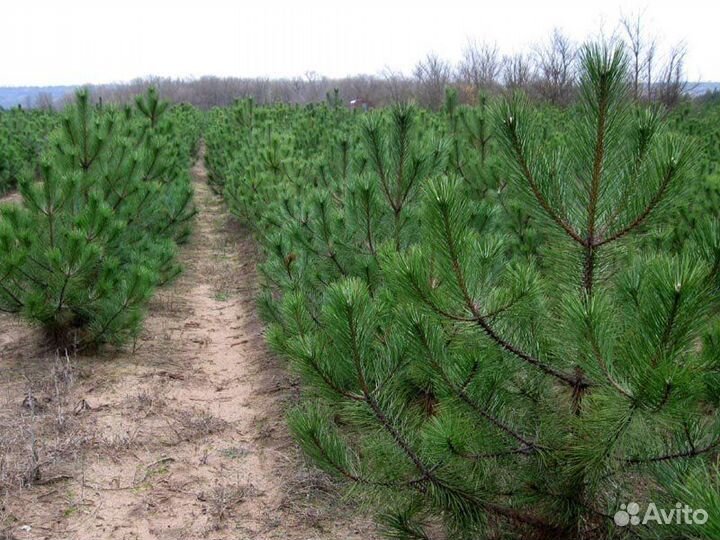 Саженцы хвойных деревьев