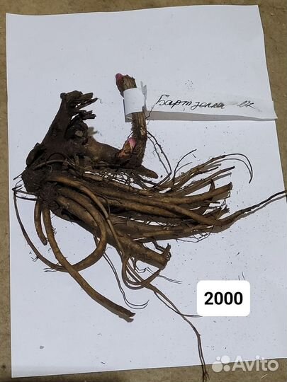 Пион ито Бартзелла