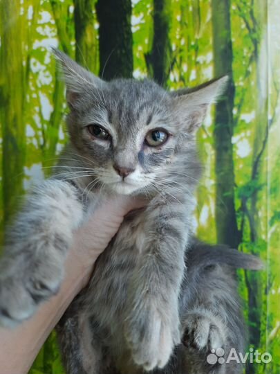 Котенок девочка