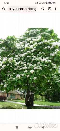 Катальпа (макаронное дерево)