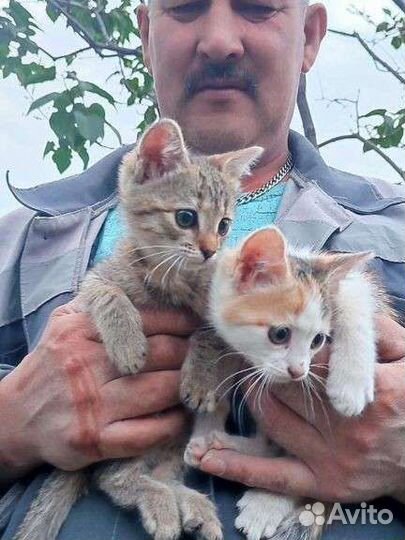 Котята в добрые руки 2 красивые кошечки