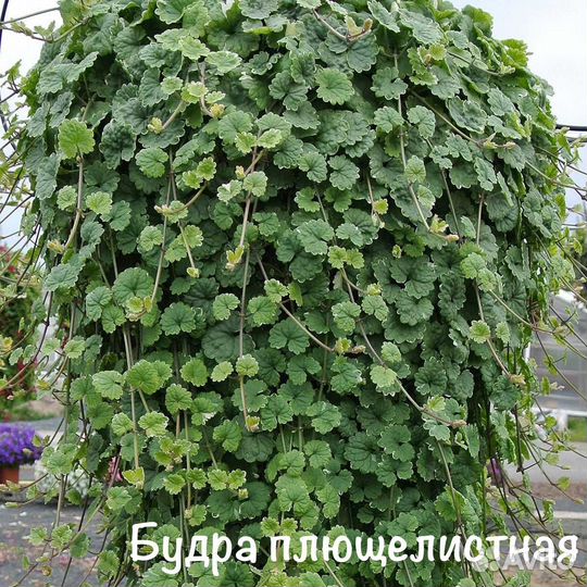 Ампельные растение лизимахия, седдум и другие