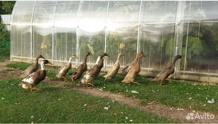 Индийский бегунок. Молодые селезни