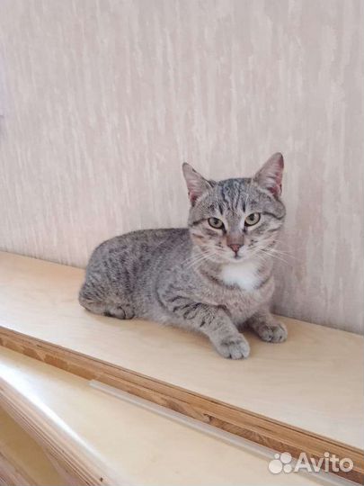 Котик мальчик в добрые руки
