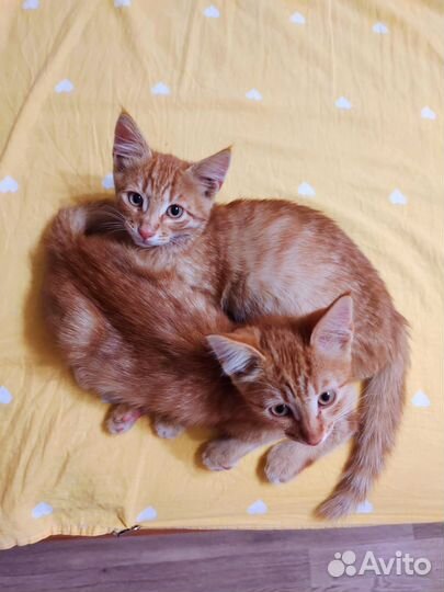 Рыжие котята