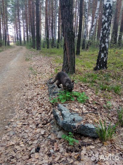 Кот, возраст 1 год, бесплатно