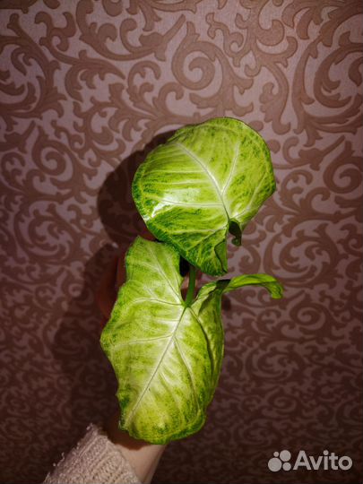 Комнатные растения