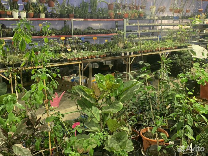 Гортензия Даймонд Руж