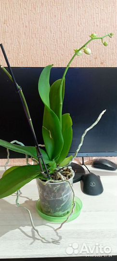 Орхидея фаленопсис