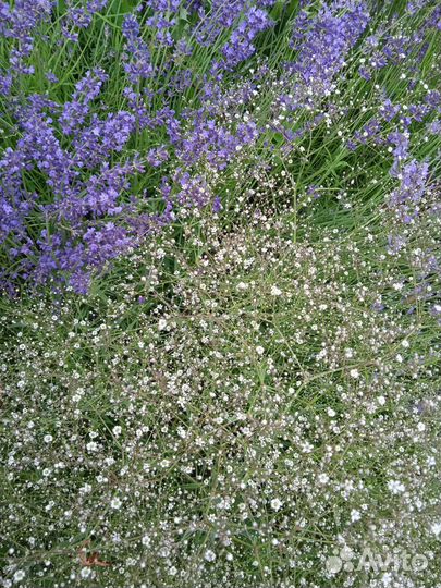 Веники, травяные запарки для бани и сауны