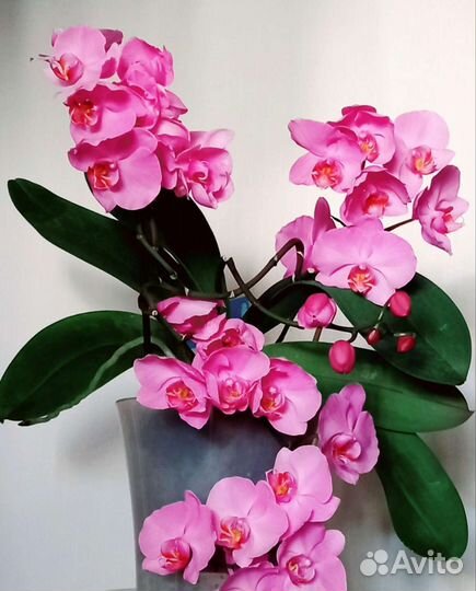 Комнатные Садовые Цветы Рассада Семена перец