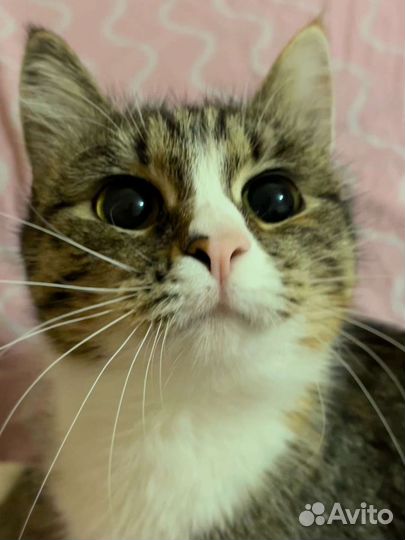 Европейская