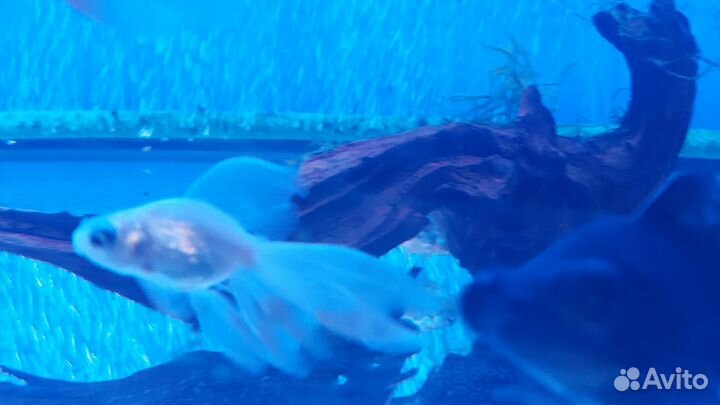 Золотые рыбки