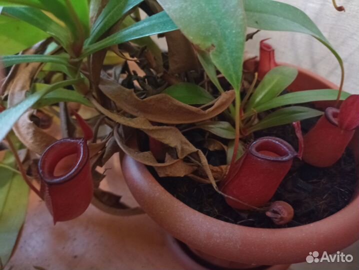 Непентес Кровавая Мэри/Nepenthes Bloody Mary