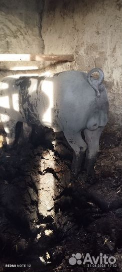 Хряк на племя