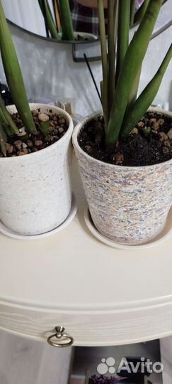 Замиокулькас