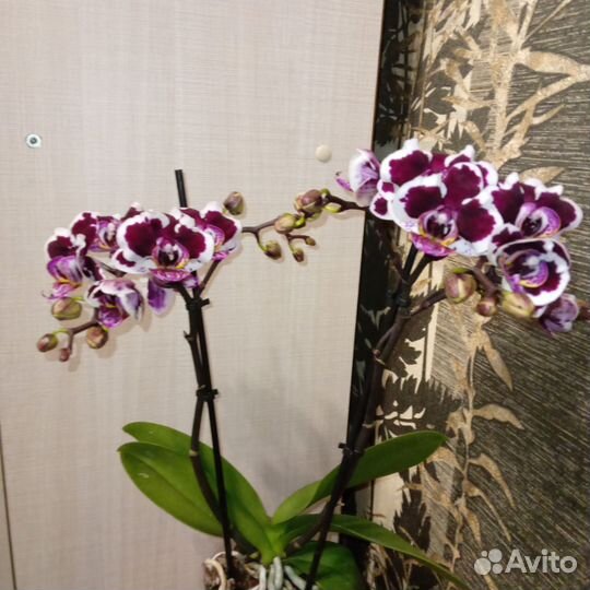 Орхидея фаленопсис