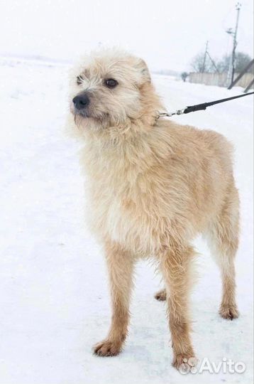 Дива ищет любящую семью