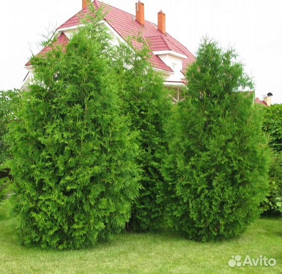 Туя смарагд, туя брабант, туя книжка