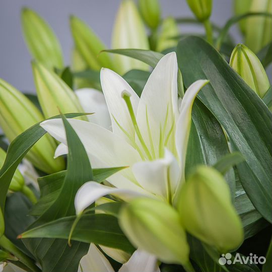 Лилии букет