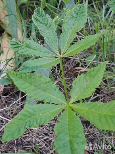 Рассада конского каштана