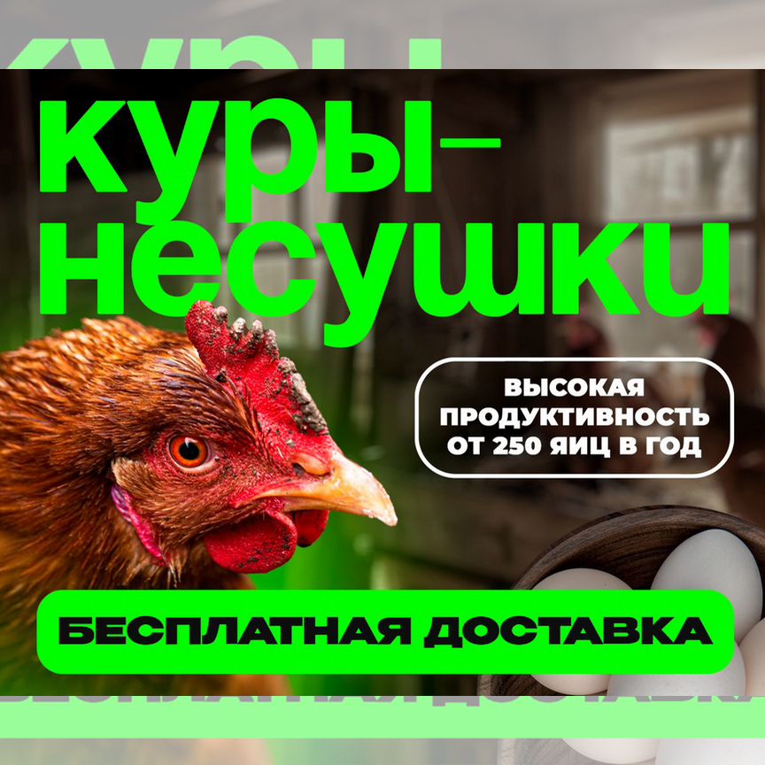 Куры несушки продам