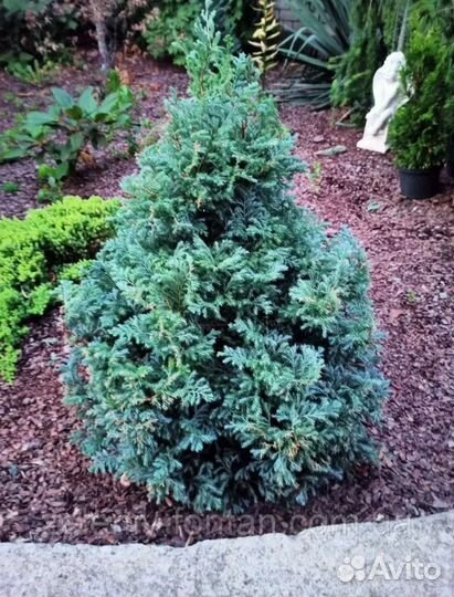 Кипарисовики редкие