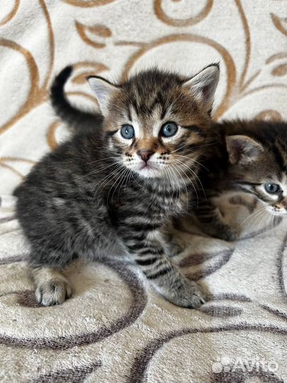 Красивые котята