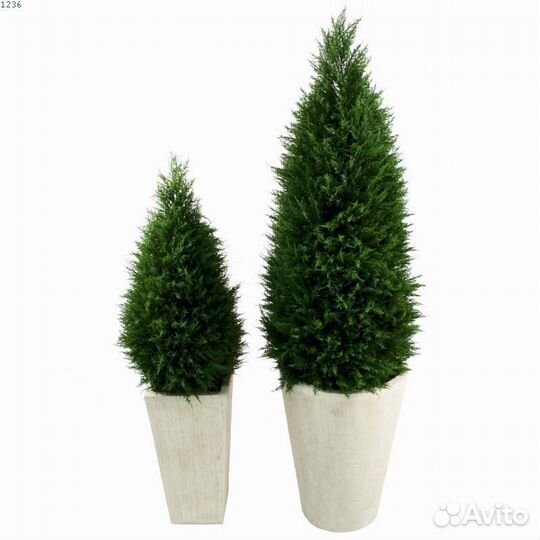 Туя в мультиплатах