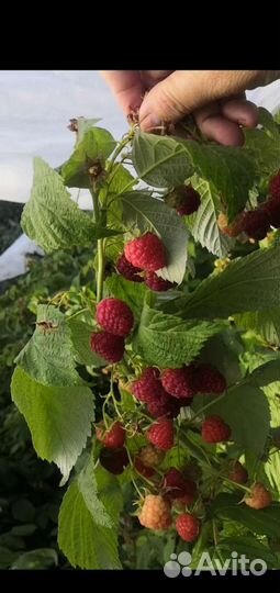 Малина саженцы