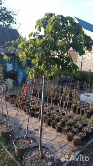 Шелковица плакучая, штамбовые деревья