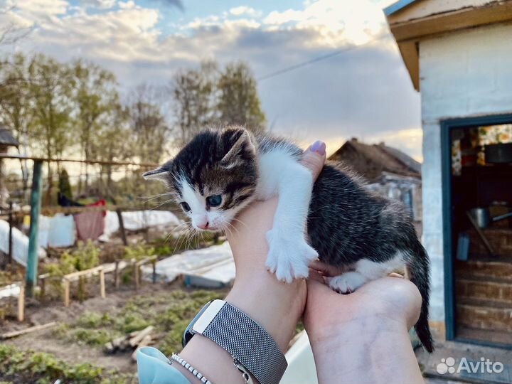 Котенок в добрые руки